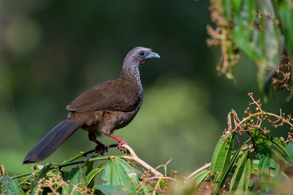 image Speckled Chachalaca
